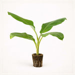 PLANT NOOK Ice Cream Banana Blue Java Live Plant Starter Plug 2-Pack | Cold Tolerant Fruiting Banana with Creamy Vanilla Like Flavor | Patio Container Tropical Plant | Full Sun