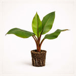 PLANT NOOK Musa Red Banana (Morelle Ensete) Live Plant Starter Plug 2-Pack | Dramatic Red Tropical Foliage Plant for Patio Pots and Landscapes | Full Sun to Part Shade