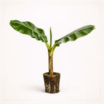 PLANT NOOK Hardy Banana Musa basjoo Live Plant Starter Plug 2-Pack | Cold Hardy Tropical Look Plant for Landscapes and Patio Pots | Full Sun to Part Shade