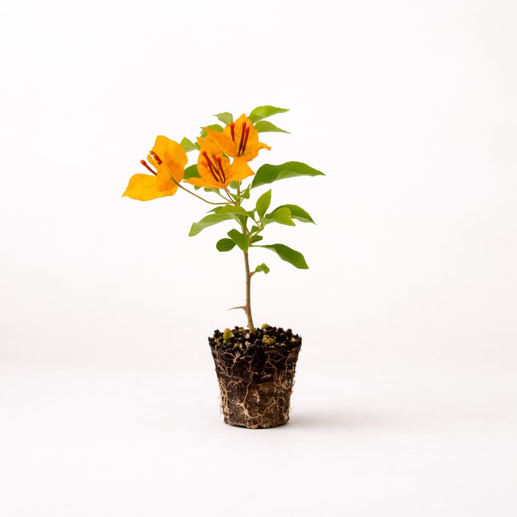 PLANT NOOK Bougainvillea 'Sundown' Live Plant Starter Plug 2-Pack | Coral Orange Pink Flowering Climbing Vine for Trellis, Fence & Garden | Fast Growing, Full Sun Tropical Plant