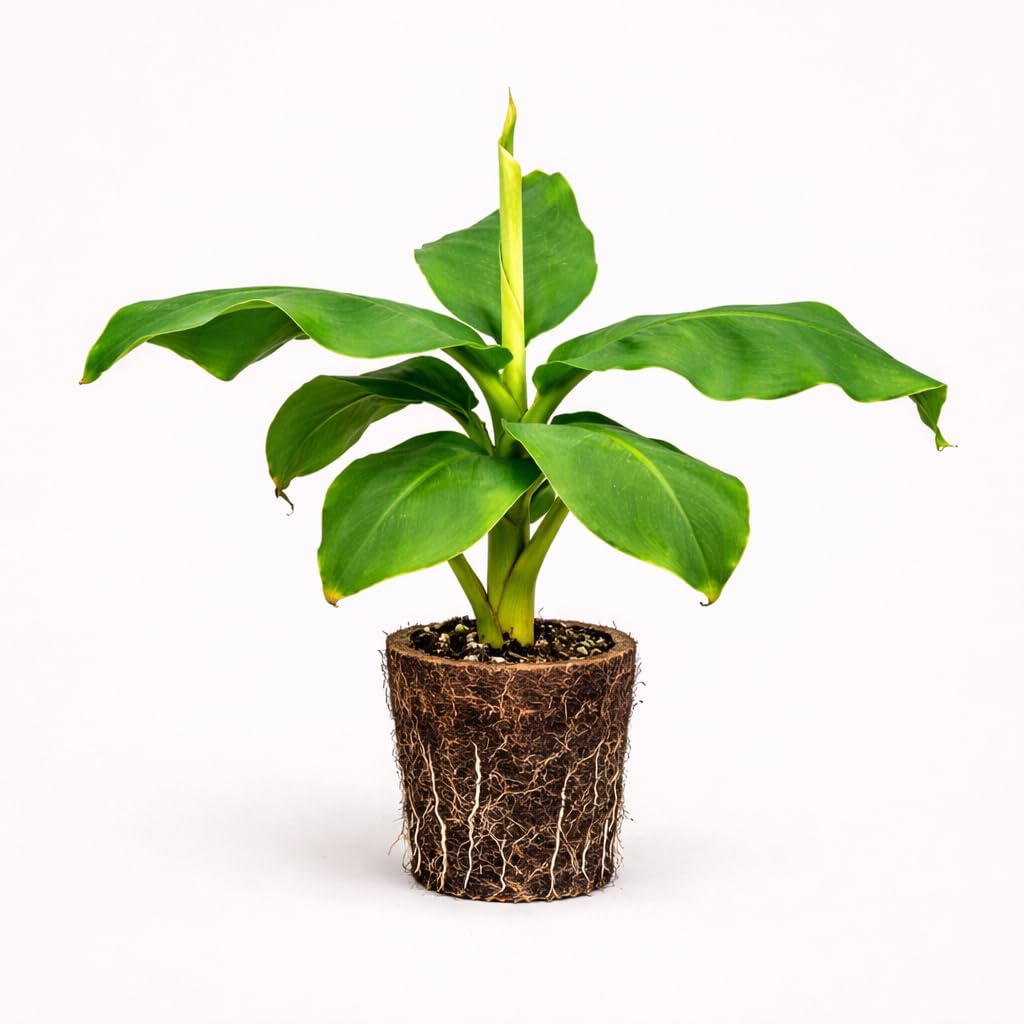 PLANT NOOK Truly Tiny Banana Live Plant Starter Plug 2-Pack | Mini Fruiting Banana for Patio Pots Balconies & Bright Indoor Spaces | Compact 2 to 4 ft | Full Sun to Part Shade
