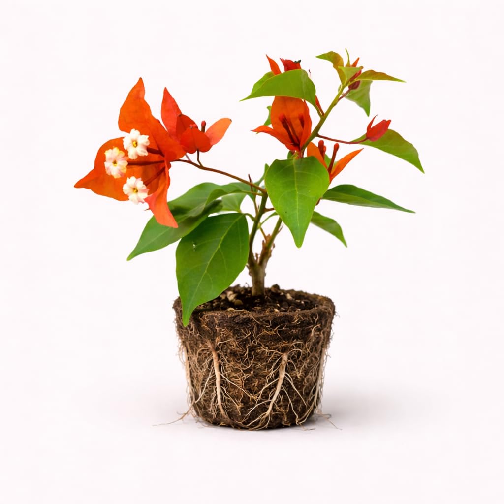 PLANT NOOK Bougainvillea 'Fire Opal' Live Plant Starter Plug 2-Pack | Orange Coral Flowering Compact Climber for Patio & Containers | Fast Growing, Full Sun, Tropical Plant
