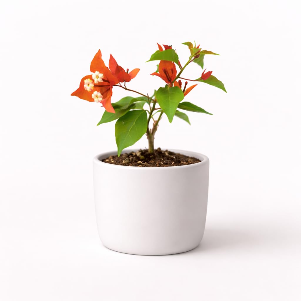PLANT NOOK Bougainvillea 'Fire Opal' Live Plant Starter Plug 2-Pack | Orange Coral Flowering Compact Climber for Patio & Containers | Fast Growing, Full Sun, Tropical Plant