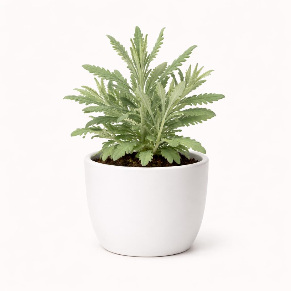 PLANT NOOK Lavender 'Goodwin Creek' Live Plant Starter Plug 2-Pack | Fragrant Purple Flowering Herb for Borders, Beds & Containers | Hardy, Drought Tolerant, Full Sun Perennial