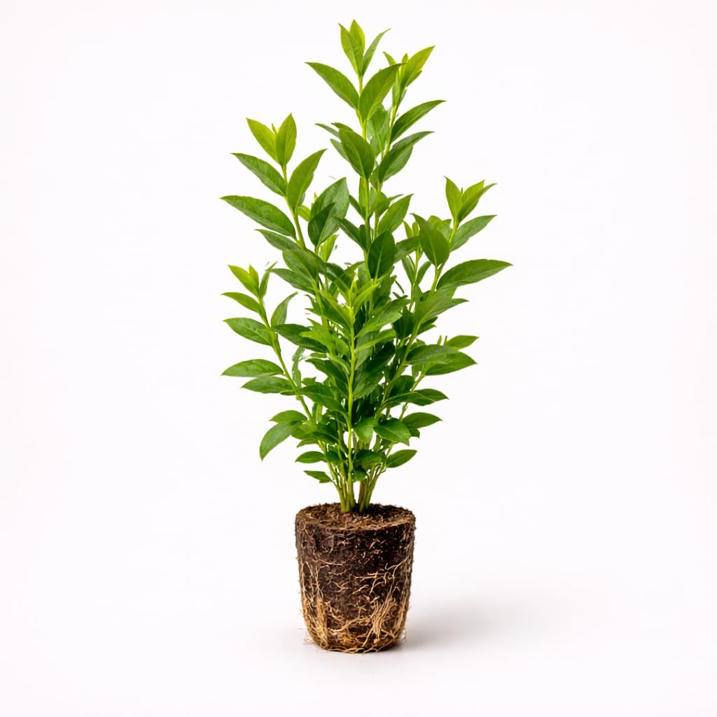 PLANT NOOK Blueberry Legacy Live Plant Starter Plug 2-Pack | Sweet, Flavorful Highbush Berry Plant | Heavy Producer for Home Gardens | Full Sun, Zones 5
