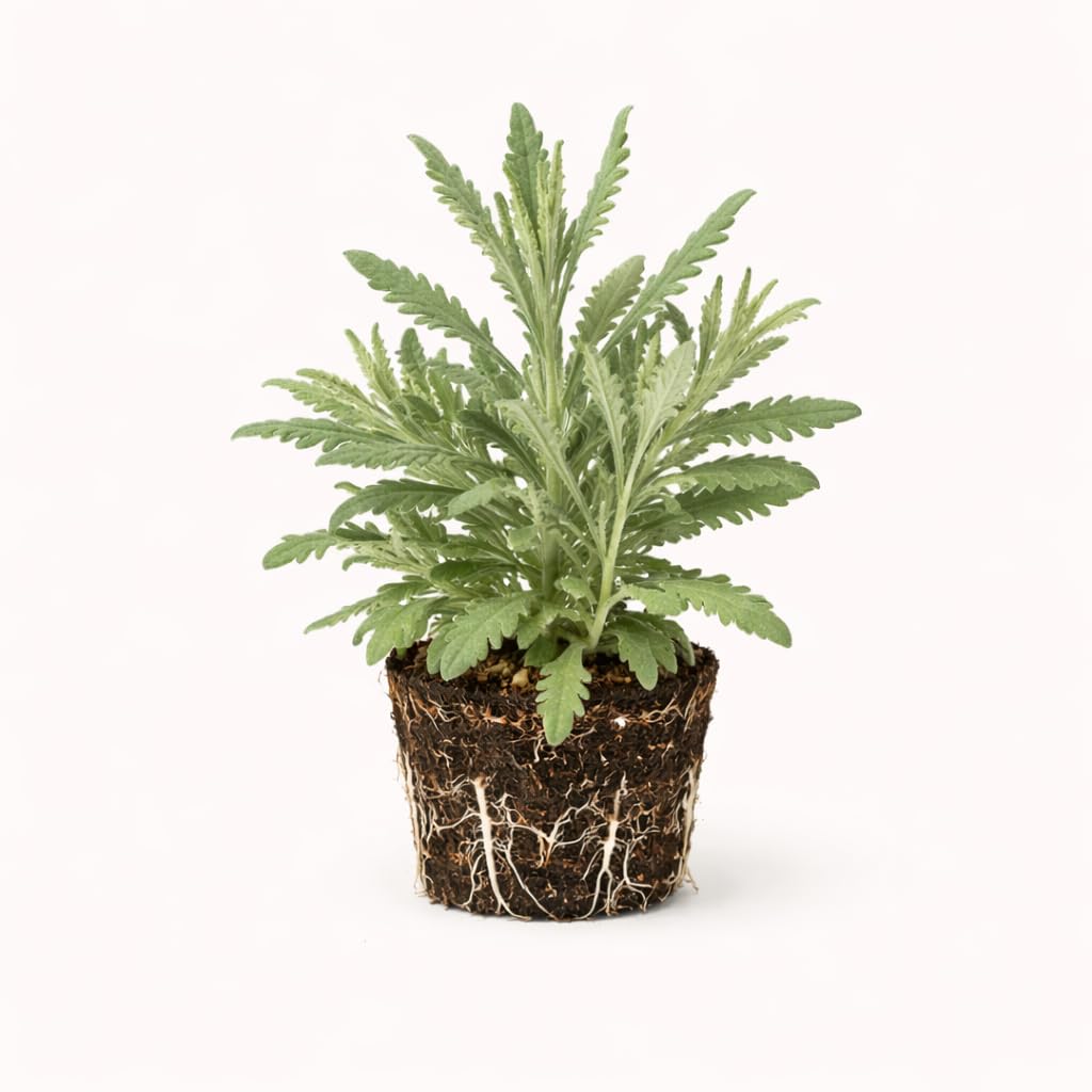 PLANT NOOK Lavender 'Goodwin Creek' Live Plant Starter Plug 2-Pack | Fragrant Purple Flowering Herb for Borders, Beds & Containers | Hardy, Drought Tolerant, Full Sun Perennial