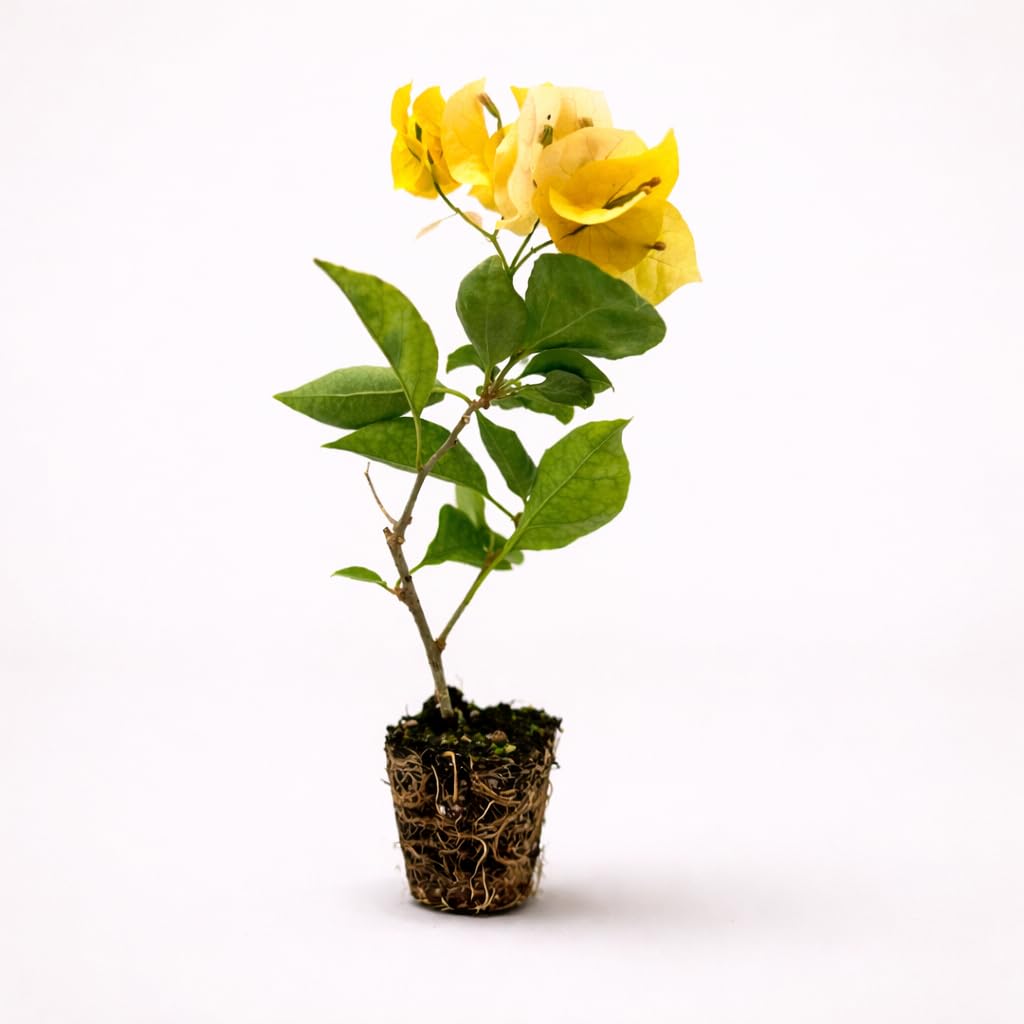 PLANT NOOK Bougainvillea 'Gold' Live Plant Starter Plug 2-Pack | Golden Yellow Flowering Climbing Vine for Garden, Fence & Landscape | Fast Growing, Drought Tolerant, Full Sun Plant