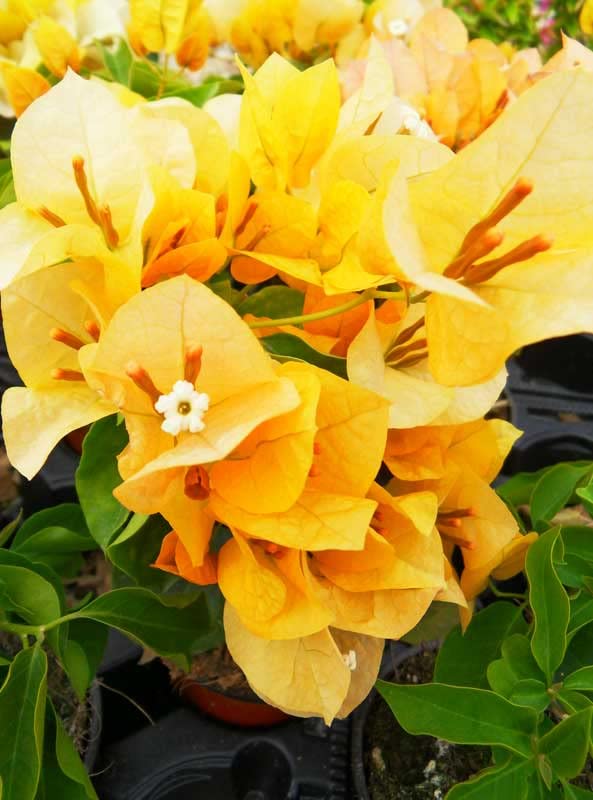 PLANT NOOK Bougainvillea 'Gold' Live Plant Starter Plug 2-Pack | Golden Yellow Flowering Climbing Vine for Garden, Fence & Landscape | Fast Growing, Drought Tolerant, Full Sun Plant