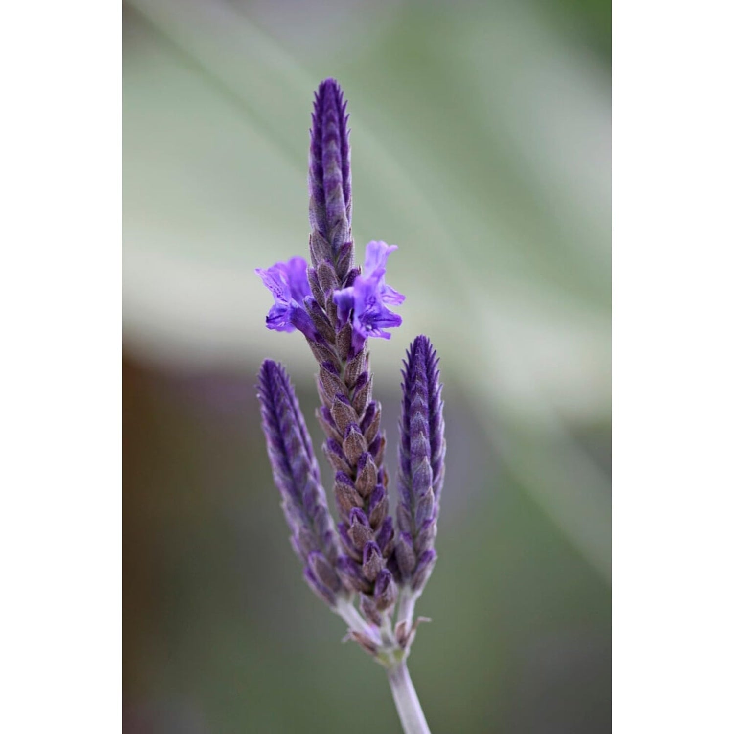 PLANT NOOK Lavender 'Pinnata' Live Plant Starter Plug 2-Pack | Fragrant Purple Flowering Herb for Patio, Garden & Containers | Heat Loving, Drought Tolerant, Full Sun Perennial