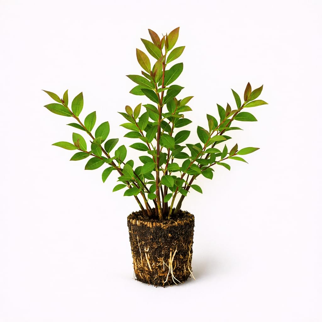 PLANT NOOK Mini Sunshine Blue Blueberry Live Plant Starter Plug 2-Pack | Compact Low Chill Blueberry for Pots | Self-Fertile Fruiting Shrub | Full Sun