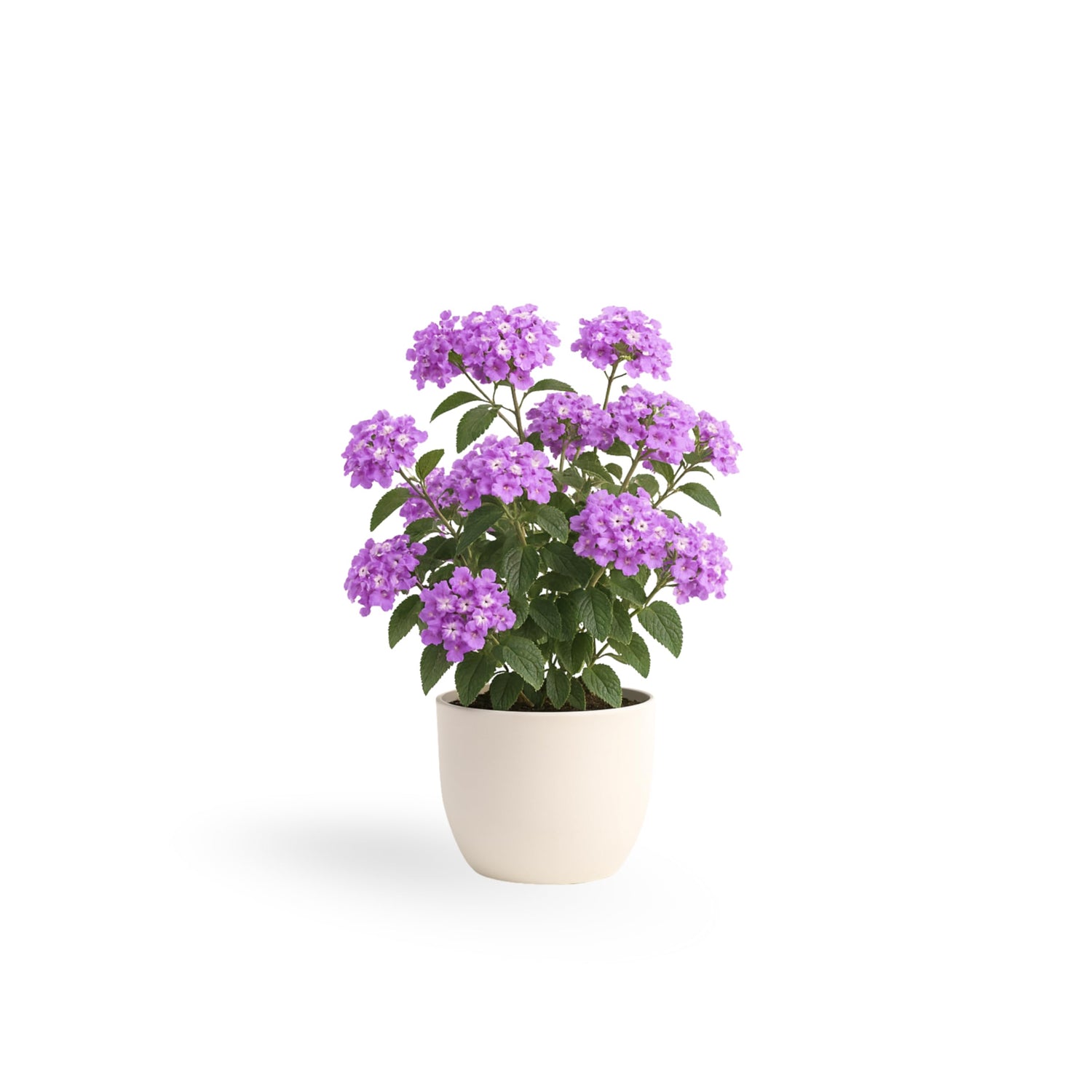 PLANT NOOK Lantana 'Trailing Lavender' Live Plant Starter Plug 2-Pack | Lavender Purple Flowering Trailing Shrub for Hanging Baskets & Containers | Heat Loving, Drought Tolerant Perennial