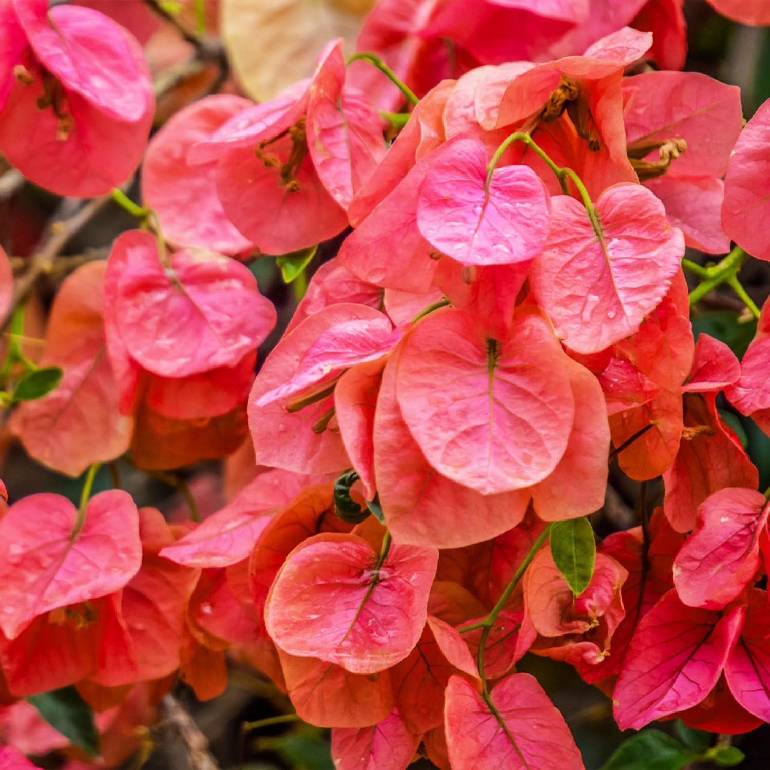 PLANT NOOK Bougainvillea 'Sundown' Live Plant Starter Plug 2-Pack | Coral Orange Pink Flowering Climbing Vine for Trellis, Fence & Garden | Fast Growing, Full Sun Tropical Plant