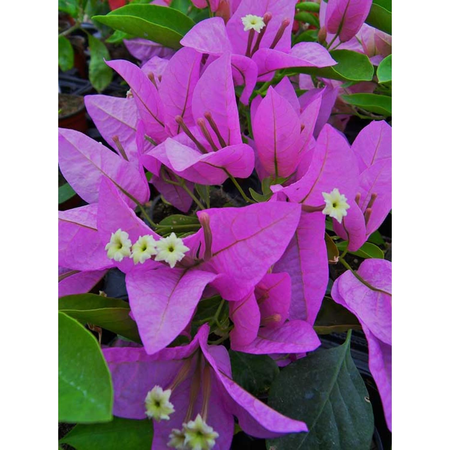 PLANT NOOK Bougainvillea 'Singapore Pink/Silhouette Lilac' Live Plant Starter Plug 2-Pack | Pastel Pink Purple Flowering Climbing Vine for Patio, Trellis & Garden | Compact Growth, Full Sun Tropical