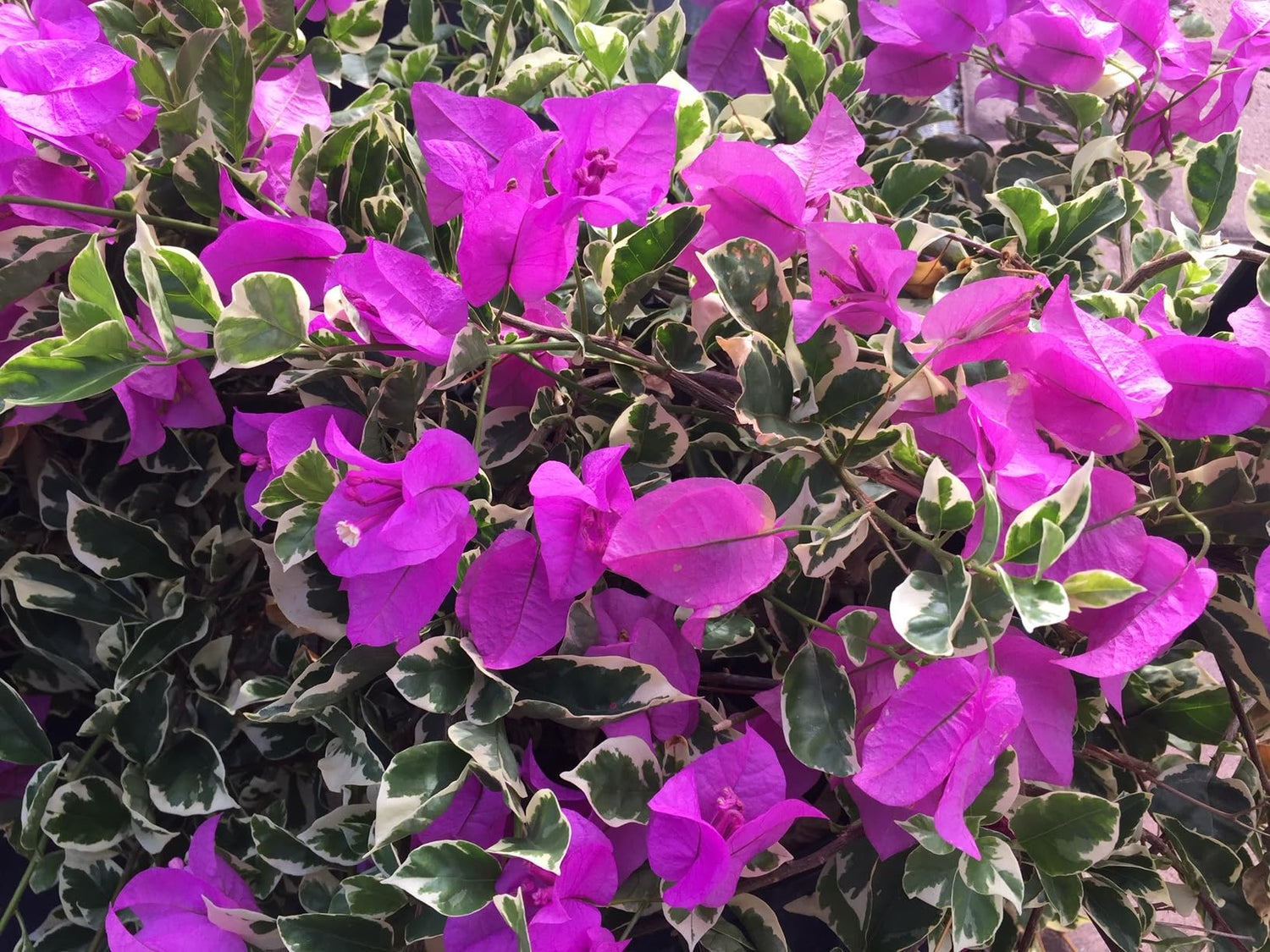 PLANT NOOK Bougainvillea 'Blueberry Ice' Live Plant Starter Plug 2-Pack | Lavender Blue Flowers with Variegated Foliage for Patio Pots & Hanging Baskets | Compact Growth, Full Sun, Tropical Plant