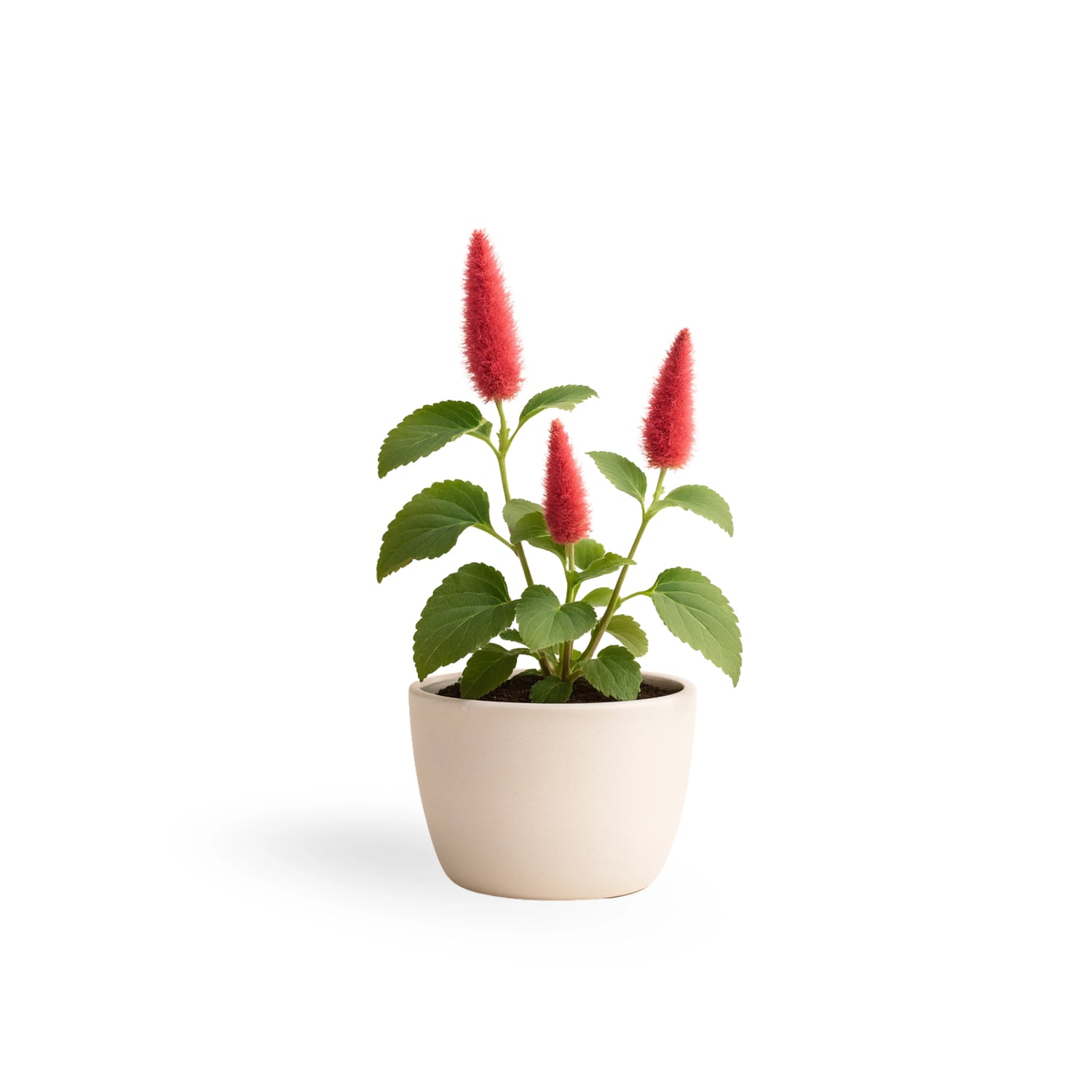 Acalypha "Chenile Firetail"