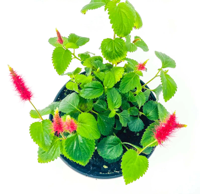 Acalypha "Chenile Firetail"