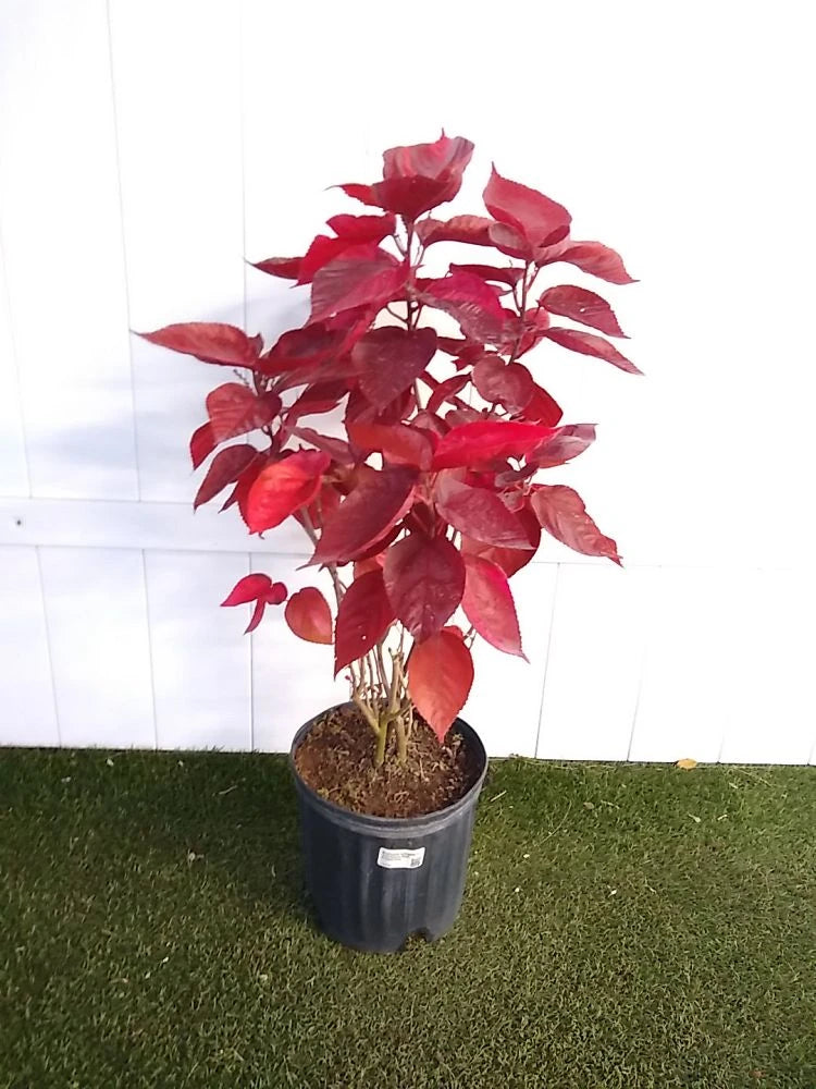 Acalypha "Louisiana Red"
