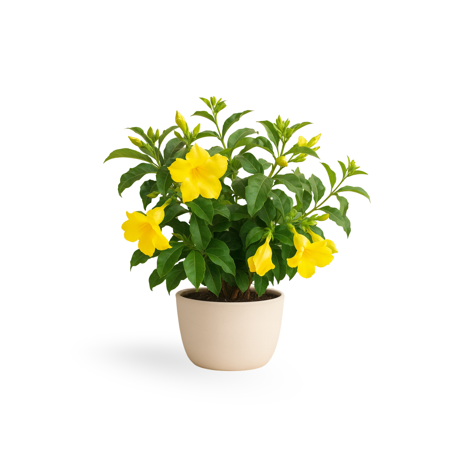 Allamanda "Brown Bud"