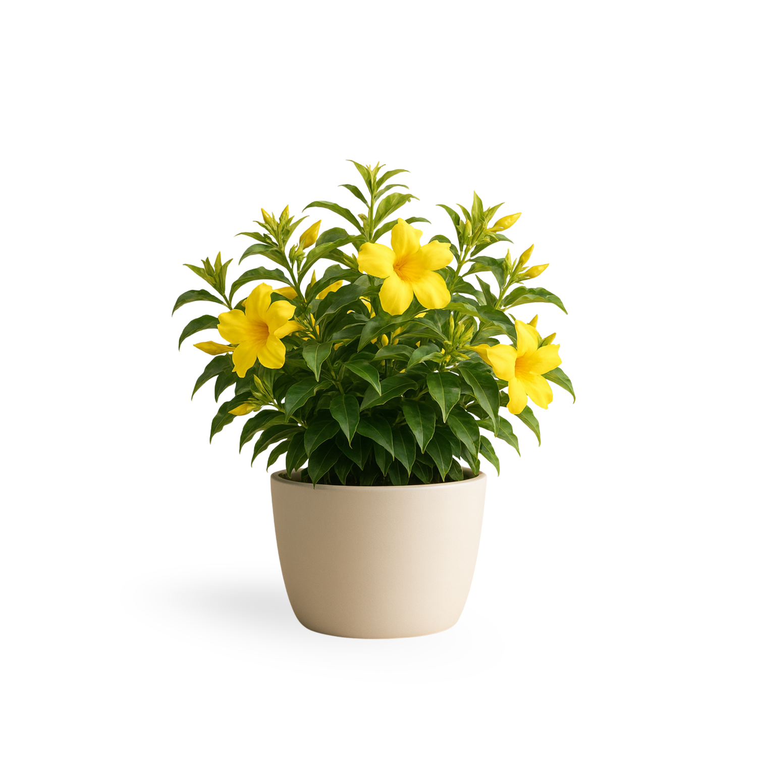 Allamanda "Golden Butterfly"