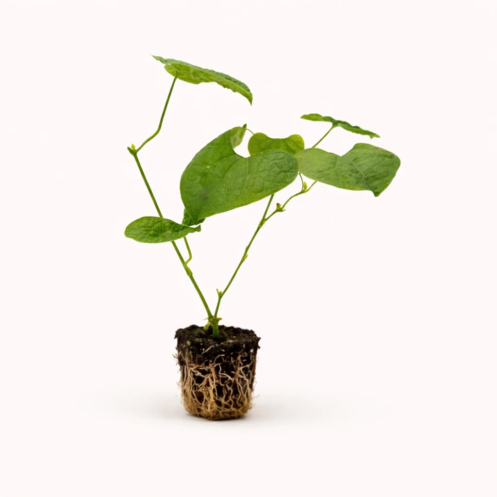 Aristolochia Gigantia "Dutchman's Pipe"