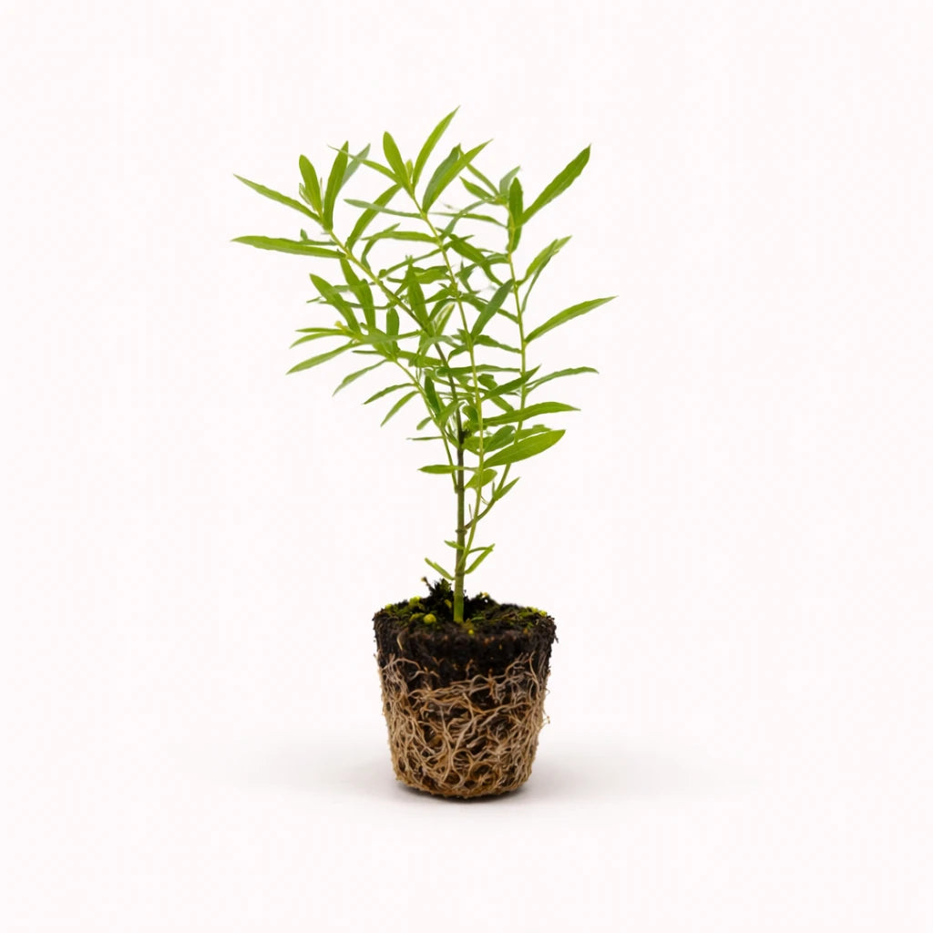 Asclepias Curassavic "Milkweed Red"