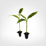 Zebrina Blood Banana live starter plant