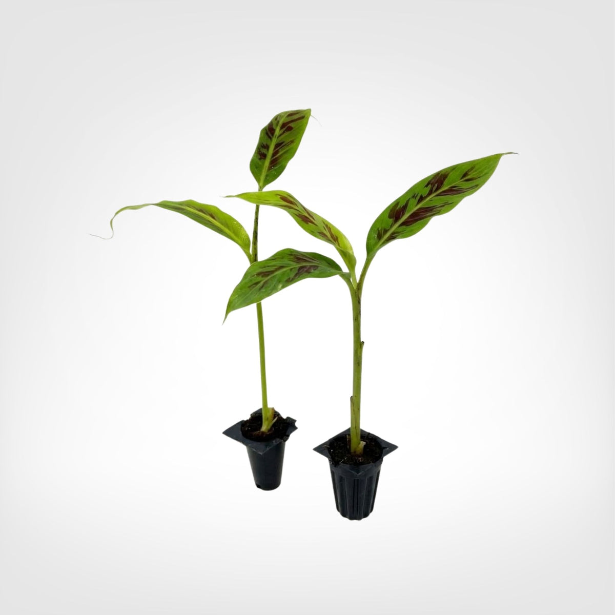 Zebrina Blood Banana live starter plant