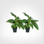 Dwarf Cavendish Banana live starter plant