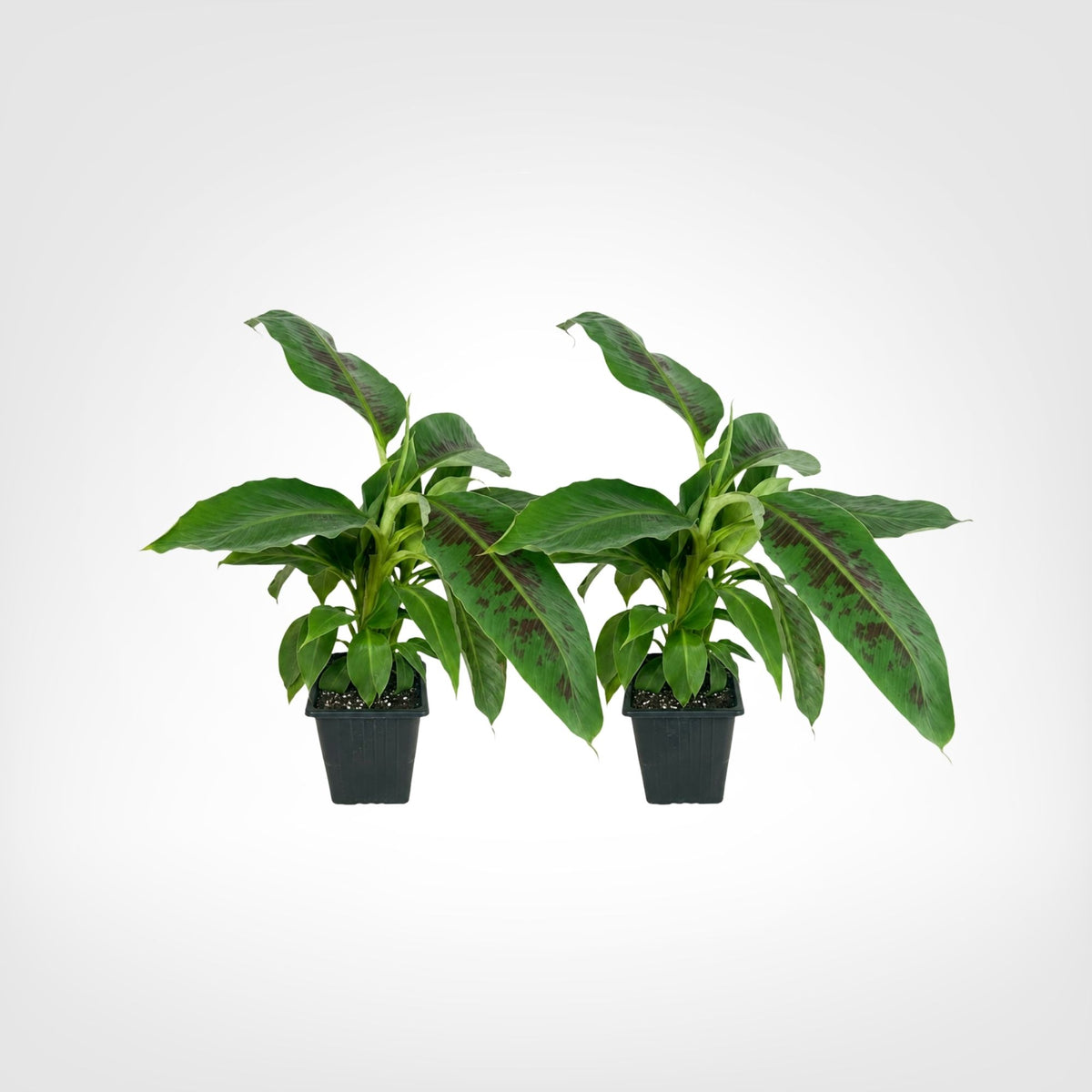 Dwarf Cavendish Banana live starter plant