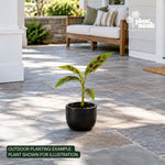 Zebrina Blood Banana plant, photo 2