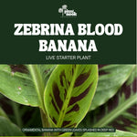 Zebrina Blood Banana plant, photo 3