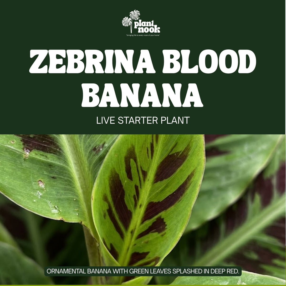 Zebrina Blood Banana plant, photo 3