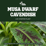 Dwarf Cavendish Banana plant, photo 3