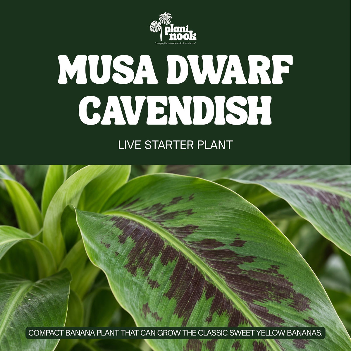 Dwarf Cavendish Banana plant, photo 3