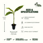 Zebrina Blood Banana plant, photo 4
