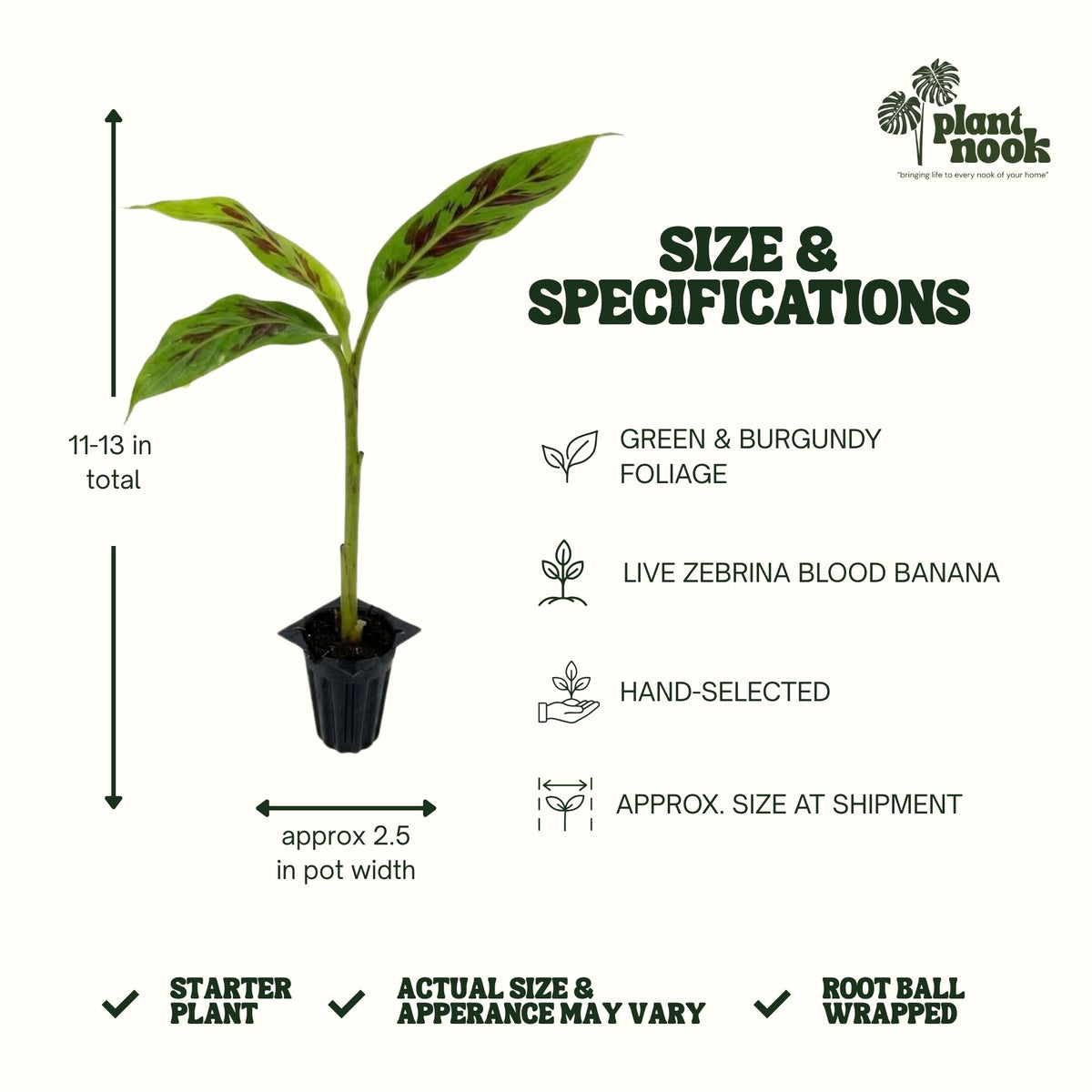 Zebrina Blood Banana plant, photo 4
