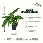 Dwarf Cavendish Banana plant, photo 4