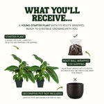 Dwarf Cavendish Banana plant, photo 7