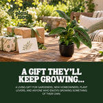 Dwarf Cavendish Banana plant, photo 8