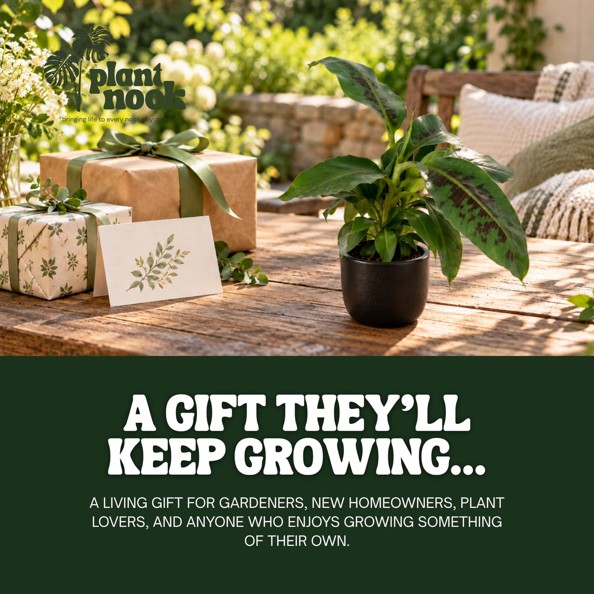 Dwarf Cavendish Banana plant, photo 8