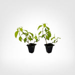 Candy Corn Vine Live Plant Starter Plug 2-Pack live starter plant