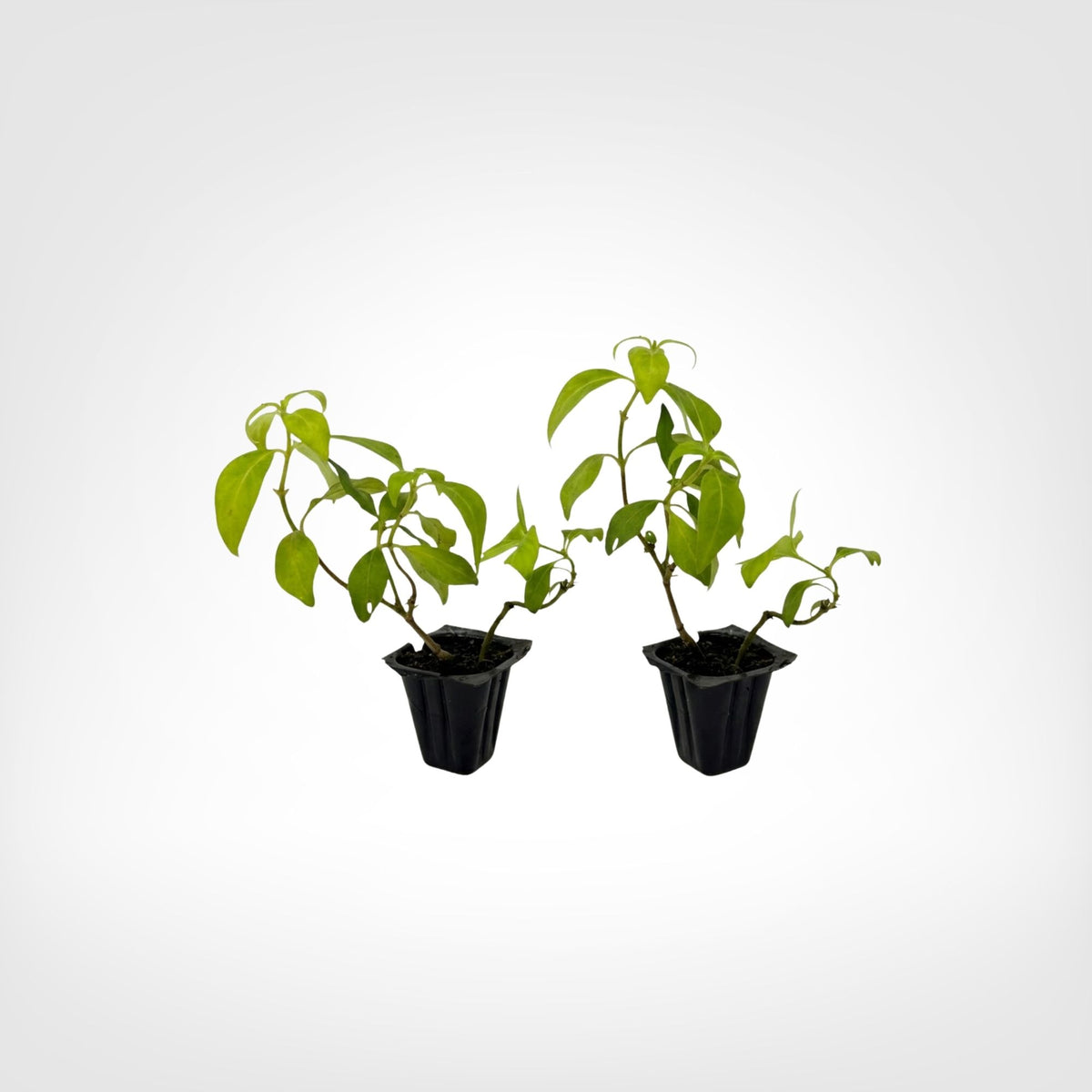 Candy Corn Vine Live Plant Starter Plug 2-Pack live starter plant