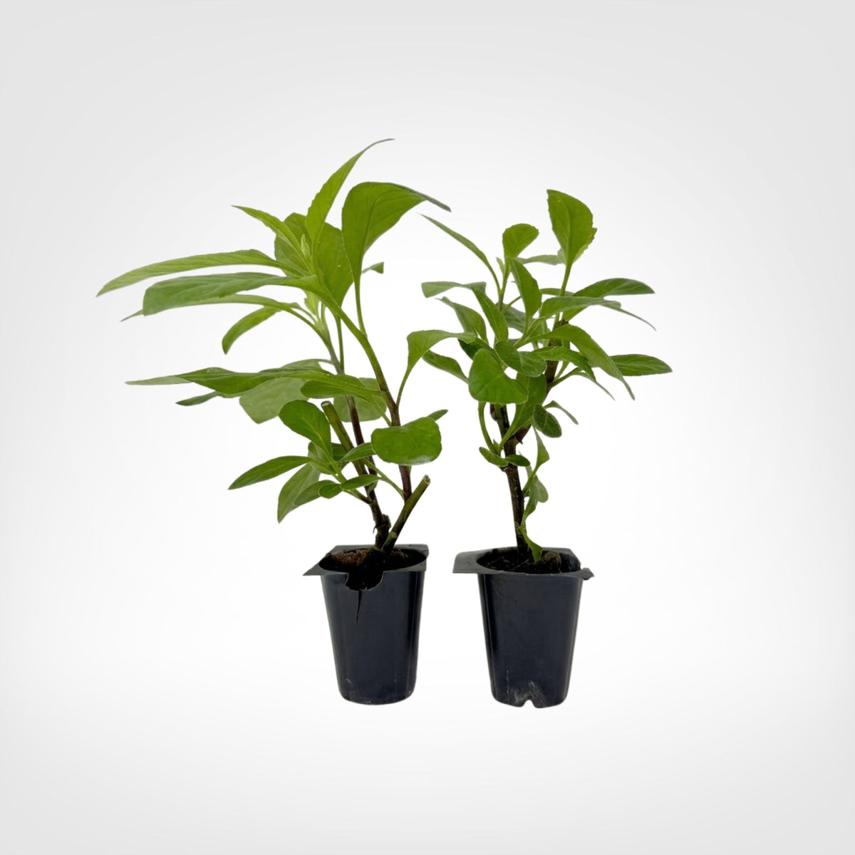 Longevity Spinach live starter plant