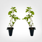 Lantana Tangerine live starter plant
