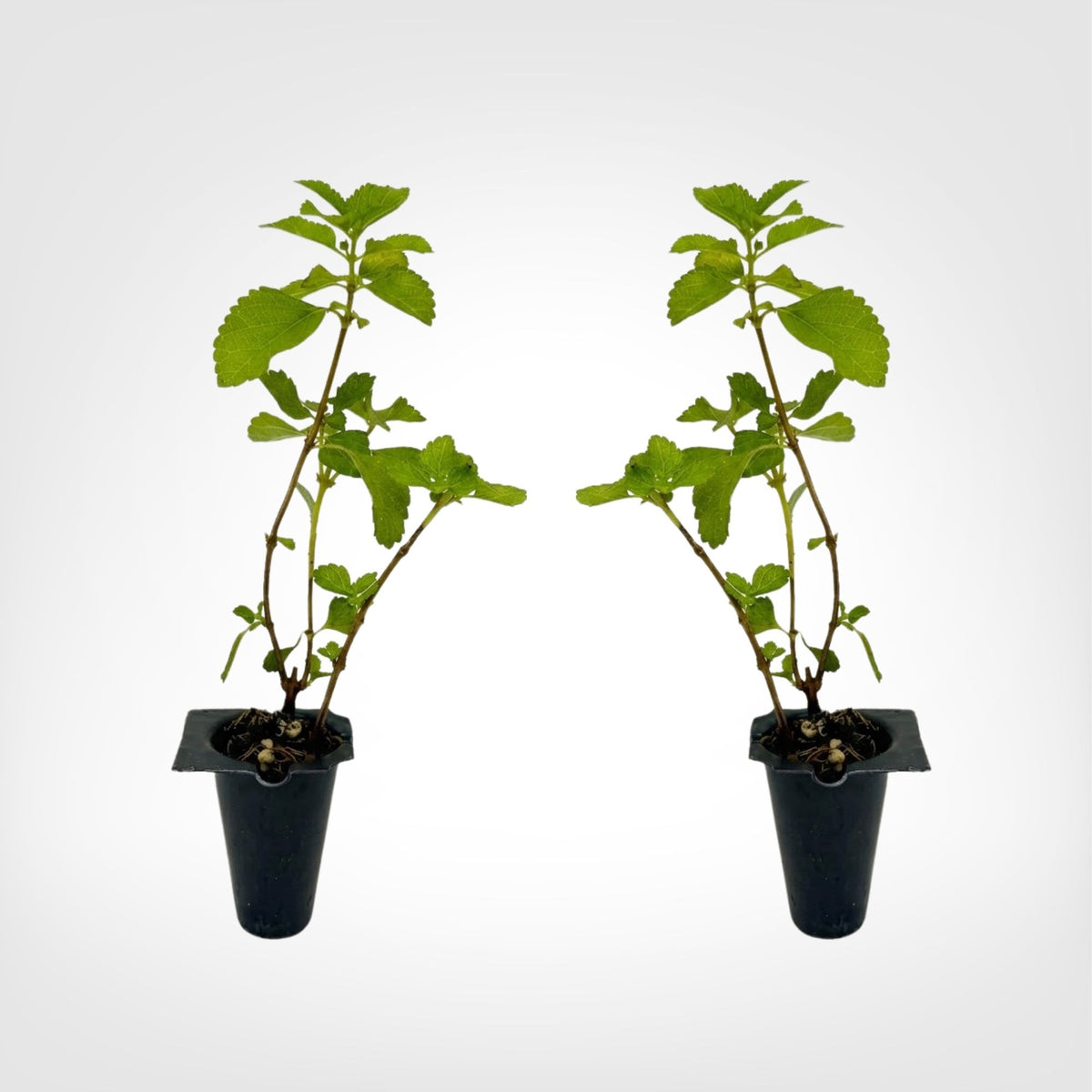 Lantana Tangerine live starter plant