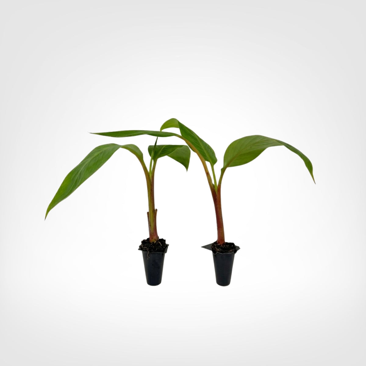 Red Cuban Banana live starter plant