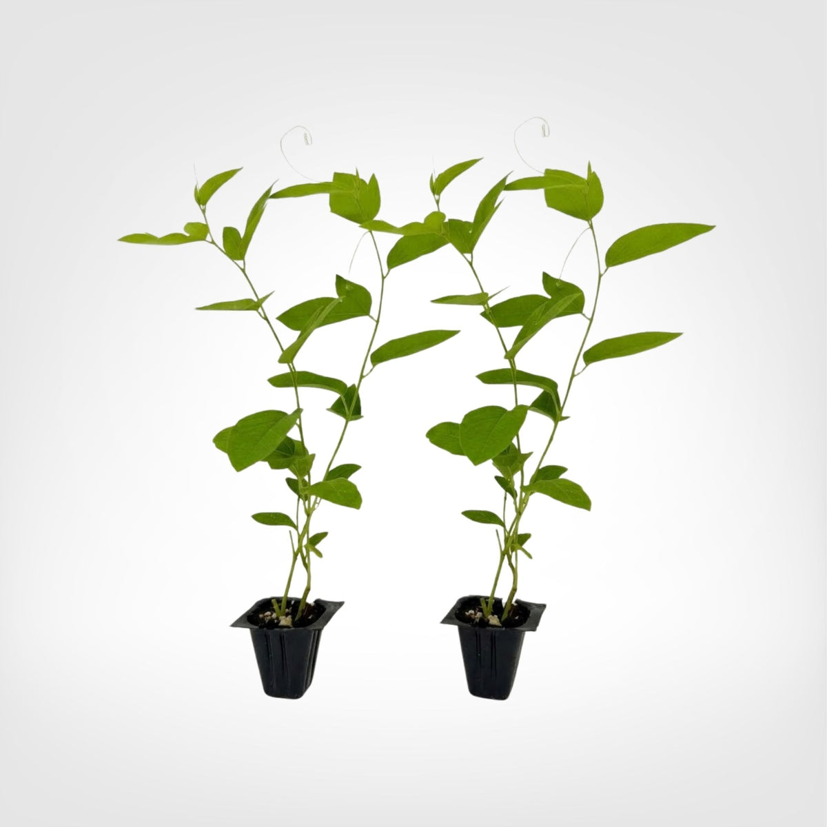 Passiflora Lady Margaret live starter plant