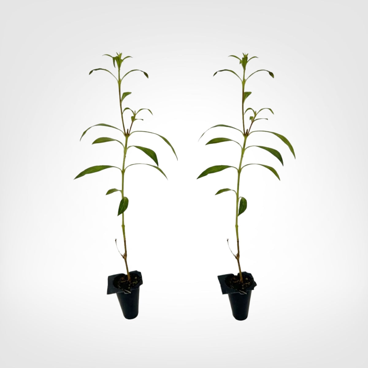 Cuphea  Big Cigar 2-Pack Live Starter Plugs Outdoor, 12-14in