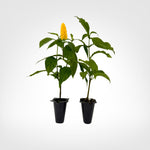 Yellow Shrimp Plant Pachystachys Lutea live starter plant