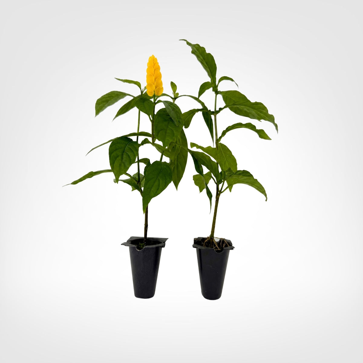 Yellow Shrimp Plant Pachystachys Lutea live starter plant